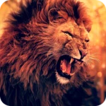 lion wallpapers hd android application logo